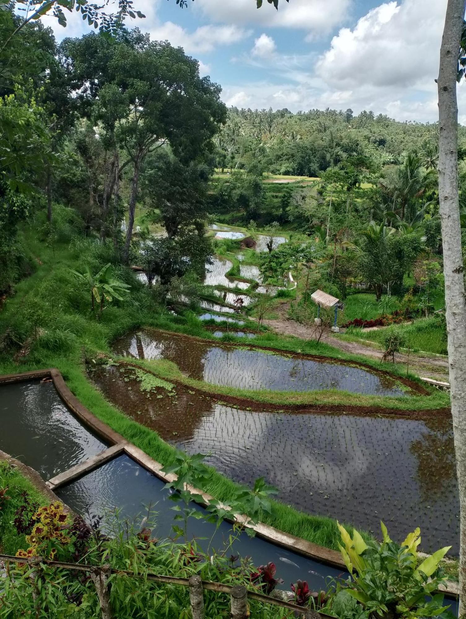 The Alam Tetebatu Bungalow & Restaurant מראה חיצוני תמונה